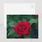 Carte Postale Rose rouge de près (Devant / Derrière)