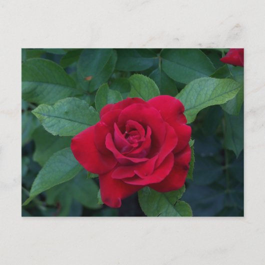 Carte Postale Rose rouge de près (Devant)