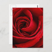 Carte Postale Rose Rouge Éclatante de Près (Devant / Derrière)