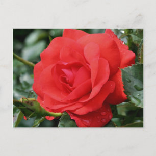 Carte Postale Rose rouge en fleur de fleurs Photocarte postale