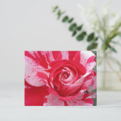 Carte postale Rose rouge et blanc (Debout devant)