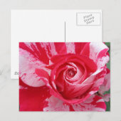 Carte postale Rose rouge et blanc (Devant / Derrière)