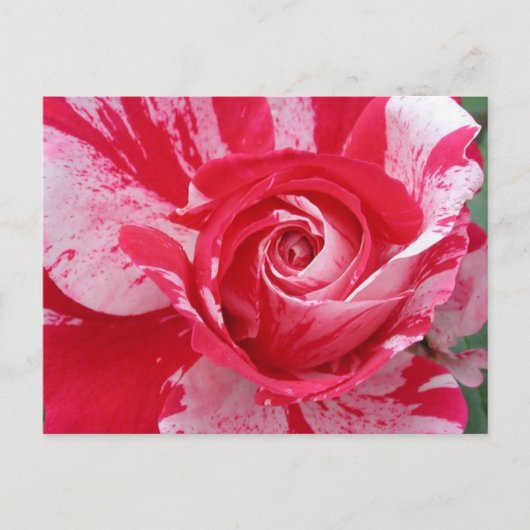 Carte postale Rose rouge et blanc (Devant)