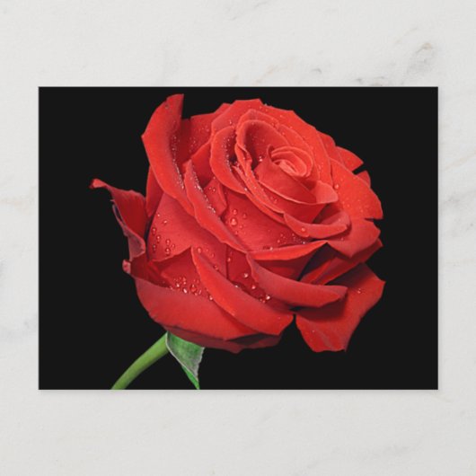 Carte Postale Rose rouge Fleur noir floral (Devant)