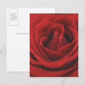 Carte Postale Rose rouge florissante (Devant / Derrière)