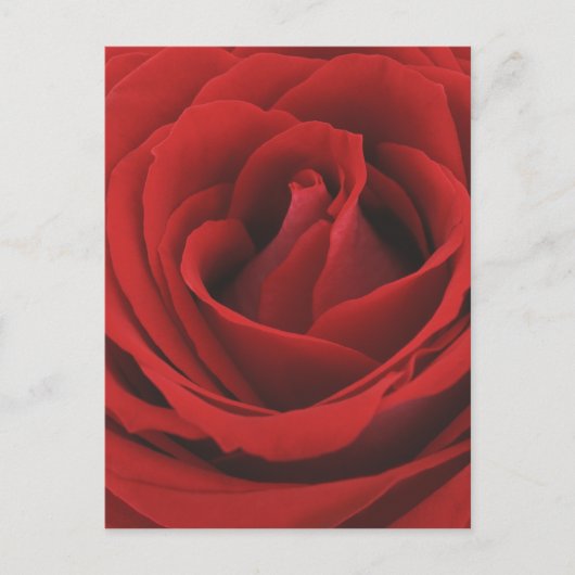 Carte Postale Rose rouge florissante (Devant)
