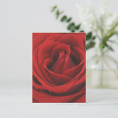 Carte Postale Rose rouge florissante (Debout devant)