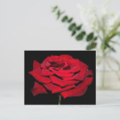 Carte Postale Rose rouge - Noir (Debout devant)
