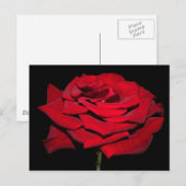 Carte Postale Rose rouge - Noir (Devant / Derrière)