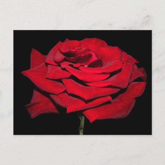 Carte Postale Rose rouge - Noir (Devant)