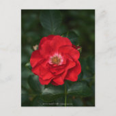 Carte Postale Rose rouge P6568 (Devant)