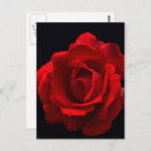 Carte Postale Rose rouge pccna (Devant / Derrière)