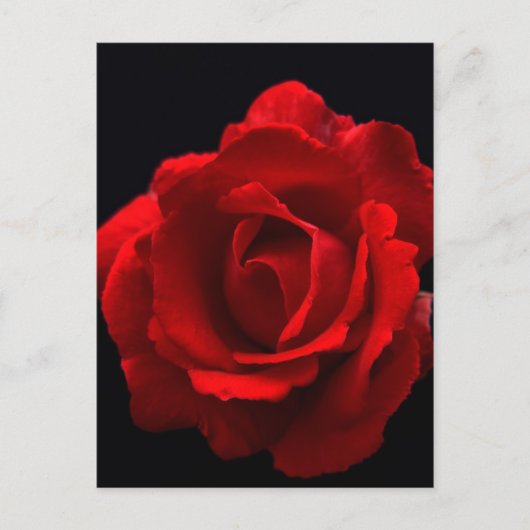 Carte Postale Rose rouge pccnm (Devant)