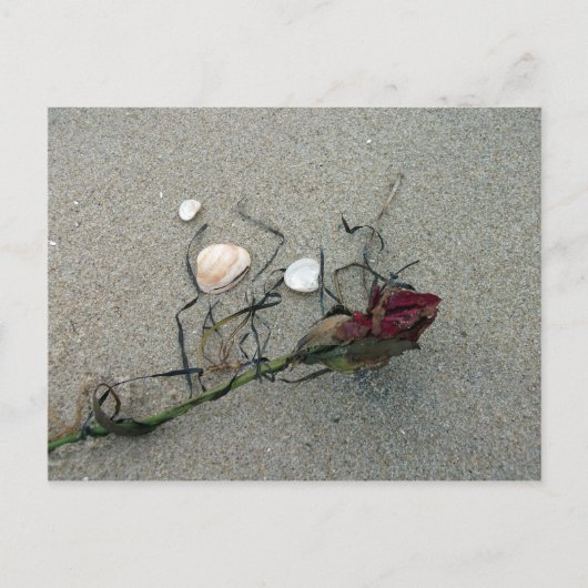Carte Postale Rose rouge perdue en mer (Devant)