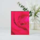 Carte Postale Rose rouge proche (Debout devant)