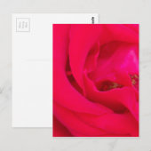 Carte Postale Rose rouge proche (Devant / Derrière)