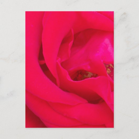 Carte Postale Rose rouge proche (Devant)