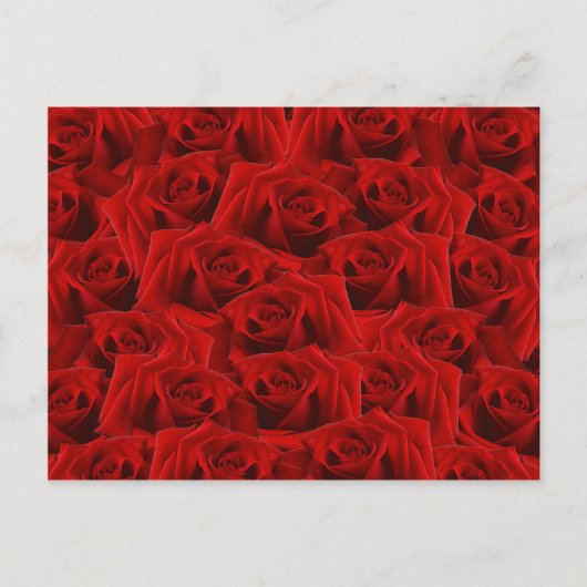 Carte Postale Rose rouge romantique (Devant)