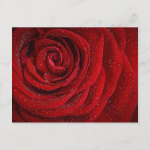 Carte Postale Rose rouge romantique