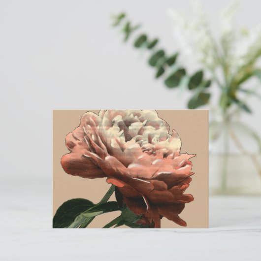 Carte Postale Rose rouge rubis aux accents blancs (Debout devant)
