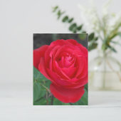 Carte Postale Rose rouge simple (Debout devant)