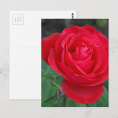 Carte Postale Rose rouge simple (Devant / Derrière)