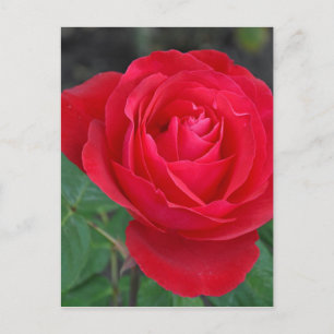 Carte Postale Rose rouge simple