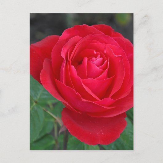 Carte Postale Rose rouge simple (Devant)