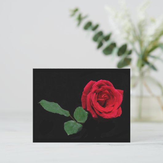 Carte Postale Rose rouge simple (Debout devant)