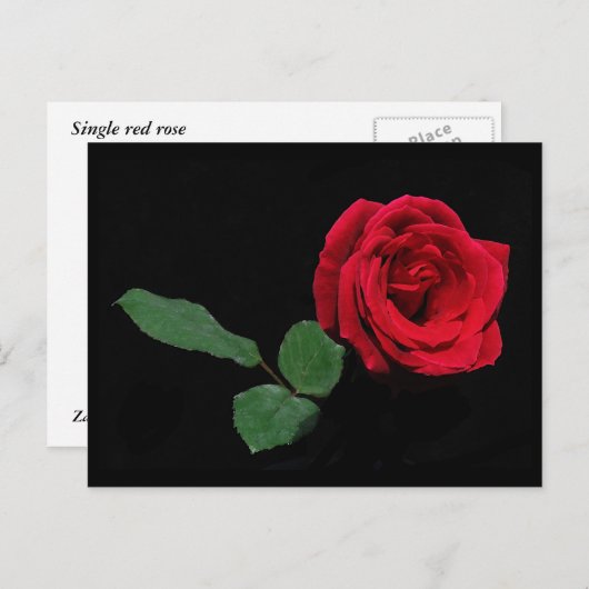 Carte Postale Rose rouge simple (Devant / Derrière)