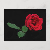 Carte Postale Rose rouge simple (Devant)