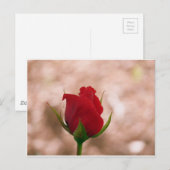 Carte Postale Rose rouge simple (Devant / Derrière)