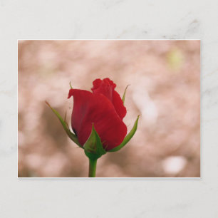 Carte Postale Rose rouge simple