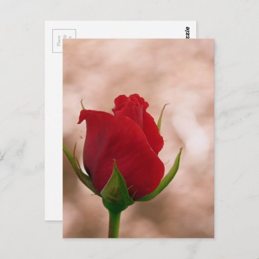 Carte Postale Rose rouge simple (Devant / Derrière)