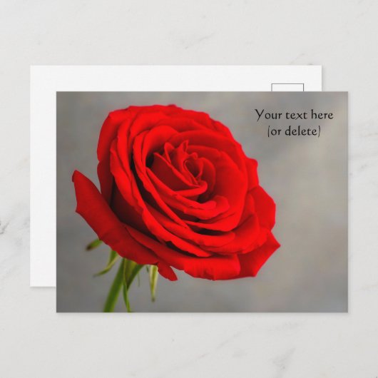 Carte postale rose rouge unique (Devant / Derrière)