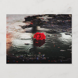 Carte Postale Rose rouge unique dans la pluie