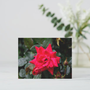 Carte Postale Rose rouge vibre
