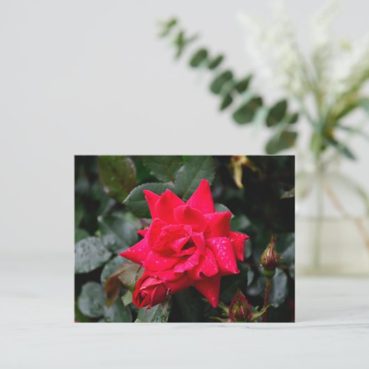 Carte Postale Rose rouge vibre (Debout devant)