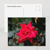 Carte Postale Rose rouge vibre (Devant / Derrière)