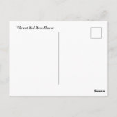 Carte Postale Rose rouge vibre (Dos)