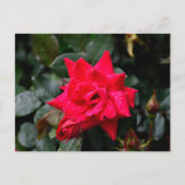 Carte Postale Rose rouge vibre (Devant)
