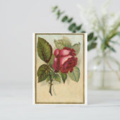 Carte Postale Rose rouge vintage (Debout devant)
