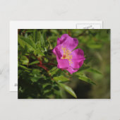 Carte Postale Rose sauvage (Devant / Derrière)