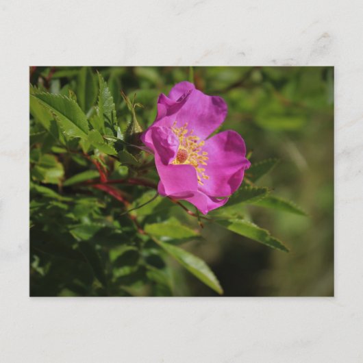 Carte Postale Rose sauvage (Devant)