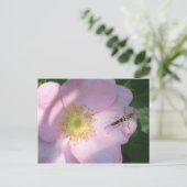 Carte Postale Rose sauvage (Debout devant)
