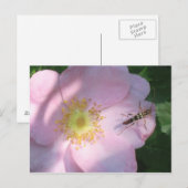 Carte Postale Rose sauvage (Devant / Derrière)