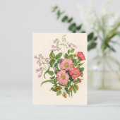 Carte Postale Rose sauvage précoce, Langue de la barbe du Pentst (Debout devant)