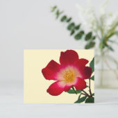 Carte Postale Rose sauvage rose romantique (Debout devant)