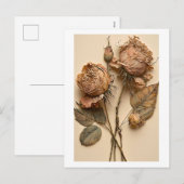 Carte postale Rose sèche (Devant / Derrière)