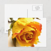Carte Postale Rose séché (Devant / Derrière)